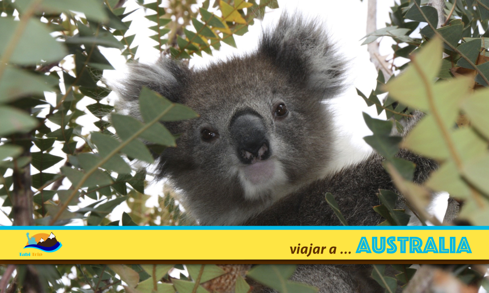 Australia- Koala